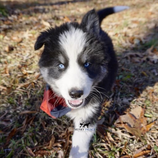 AKC Biscuit 4